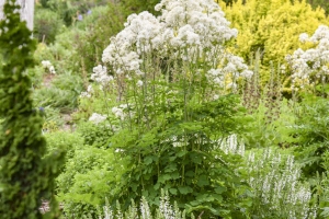 Thalictrum 'Cotton Ball' New 2026